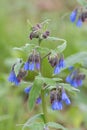 Blue Comfrey, Symphytum officinale `Azureum`, bell-shaped, blue flowers Royalty Free Stock Photo